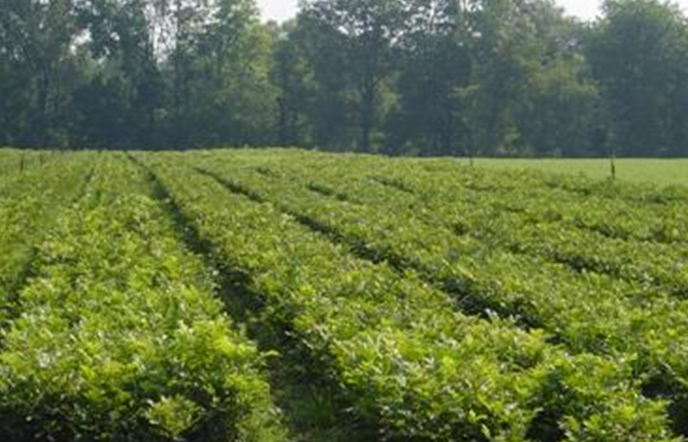 seedling nursery